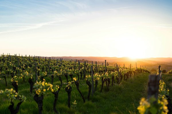 Quels sont les meilleurs spots pour une randonnée à travers les vignobles en Espagne?